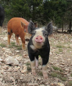 happy-piglets 1