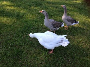 The A-Hole Gooses