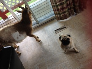 After breakfast floor clean up crew