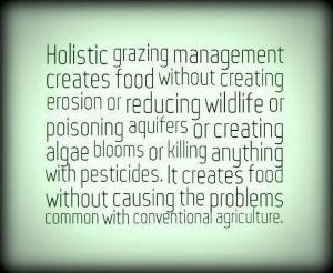 holistic land management